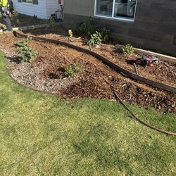 Plants For Landscaping $4 Each