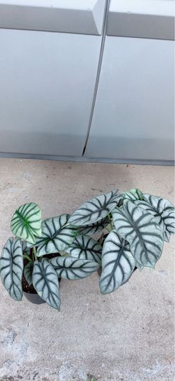 Green Dragon Scale Alocasia 🪴$15 each