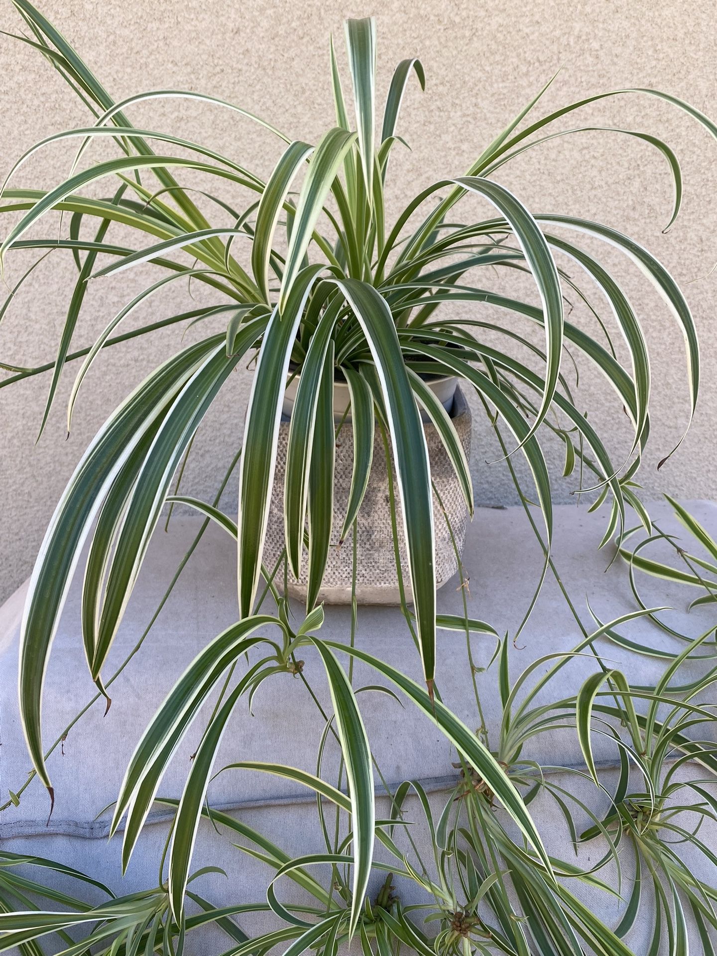 Plant