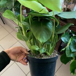 Monstera