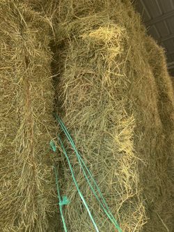 Horse hay