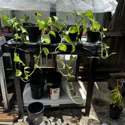 Golden Pothos (1-4 Feet Length) 