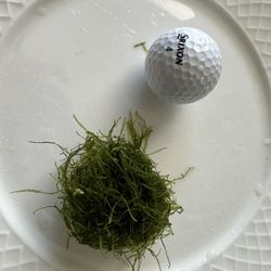 Java Moss  aquarium Moss For Fish Tank 