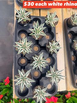 $30 each Agave white rhino