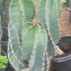 Spiral Cactus