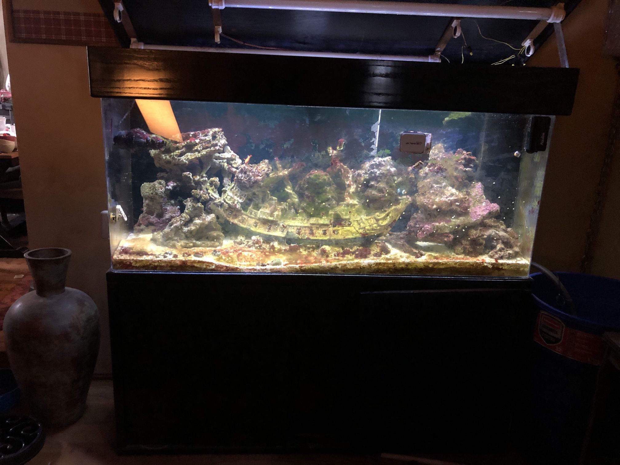 125 Gal Fish Tank (Saltwater)