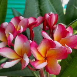 Plumeria Blooming 6 Feet Tall