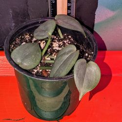 Scindapsus treubii 'Dark Form' 