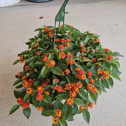 Red Confetti Lantana Beautiful And Healthy HANGING BASKETS PLANTS ARRIVED. $14 each