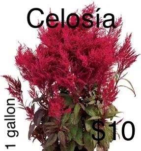 Plants
