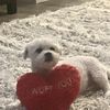 Bridgette