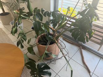 Large Monstera Deliciosa in Terracotta Pot