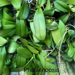Phalaenopsis Orchid Plants 