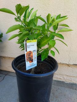 Blood orange tree