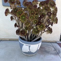 42” Tall Plant W/6 Gallons Clay Pot $35.00