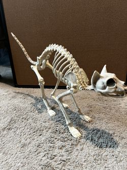 Cat Or Dog Skeleton 