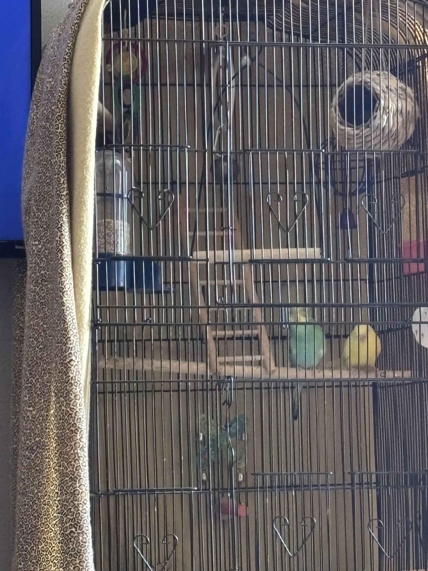 Bird Cage