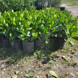 CLUSSIA PLANTS 3GALLONS 