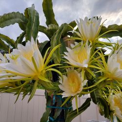 Healthy Dragon Fruit Plants And Cuttings 