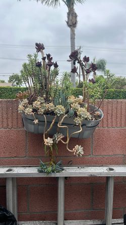 Plants