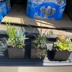 Beautiful Succulent Arrangements 