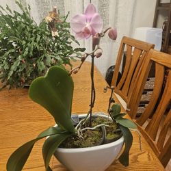 Plant Orchid, Two In One Nice Ceramic Pot 