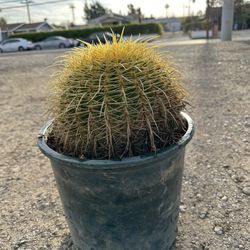 Golden Barrel Cactus
