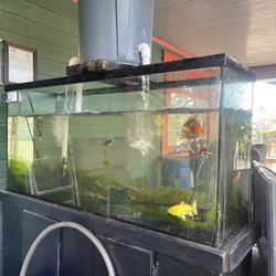 150 Gls Fish Tank 