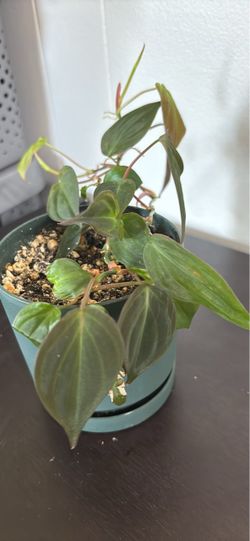 Philodendron Micans Potted Plant 4 inch pot