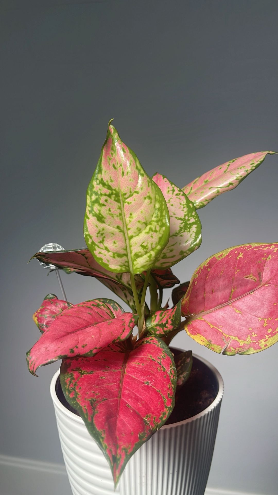 Aglaonema “Red Valentine” – Potted Houseplant