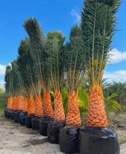 Sylvester palms