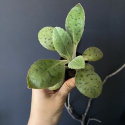 ✨ Donkey Ear | Kalanchoe ✨