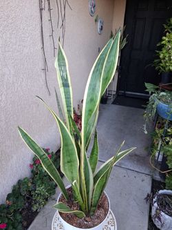 Sensaveria Laurentii "Snake " Plant $35