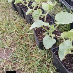 Cantelop Plants 