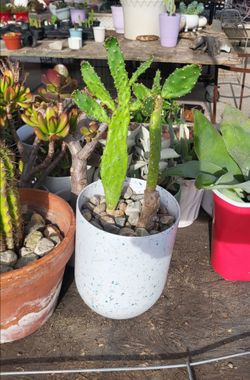 opuntia cactus