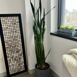 Beautiful tall Snake Plant approx. 5 feet high comes with cement pot