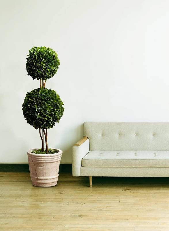 Serene Spaces Living Double Preserved Boxwood Ball Topiary in a Pot, Boxwood in Planters, Preserved Plant for Boxwood Table Décor, Boxwood Cente