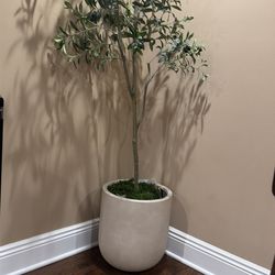 Olive tree
