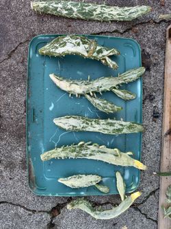 Josephs Coat Variegated Cactus