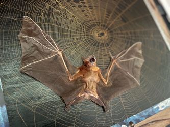 Real Spider Web Real Bat ART