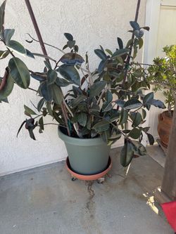 plant