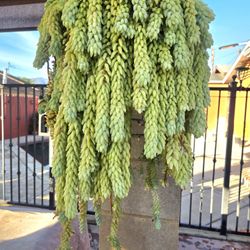 Hanging Donkey Tail Suculent Plant 
