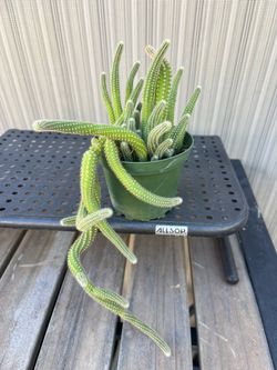 Rattail Cactus