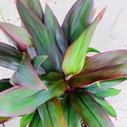 Hawaiian Ti Red Sister Plant