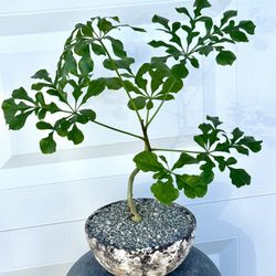 Cussonia Spicata ‘Snowflake Shaped Leaves’ (Planter Included).  #C1