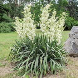 Yucca & Berginia Cordifolia Plants   