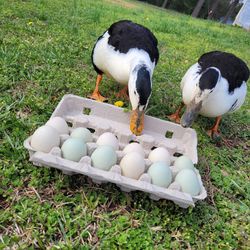 Magpie duck eggs for sale