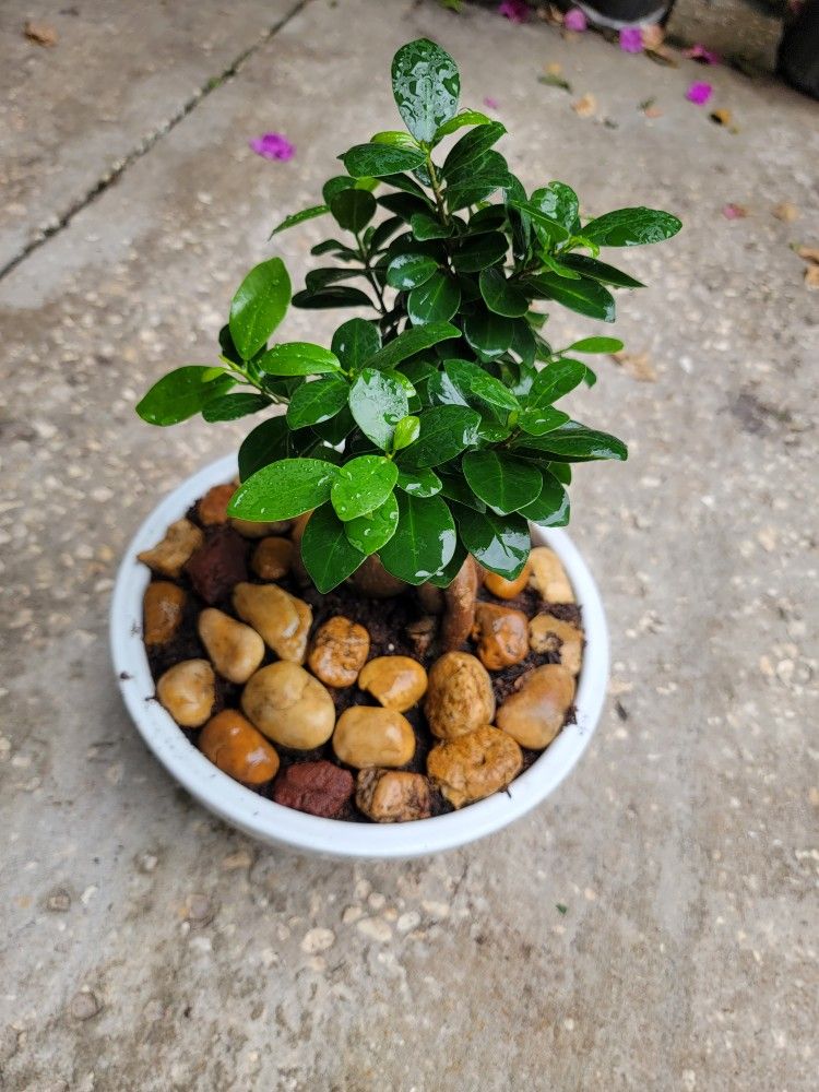Bonsai Plant