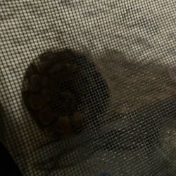Ball Python