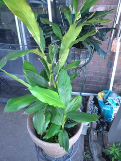 Cardamom - Ethiopian (Aframomum corrorima)